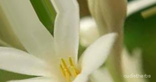 augmented_Polianthes tuberosa flower8_0_929.jpeg